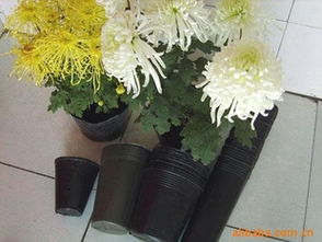 規?；嘤?經濟型花卉周轉筐供應商推薦！熱鍍管批量最優選——玉田縣欣然塑料制品廠